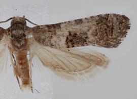  Male. © Loren Jones. Image used with permission.
